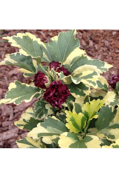 Яркие пурпурные цветы гибискуса.